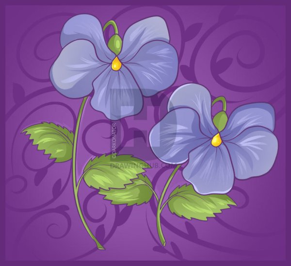 Рисование фиалки