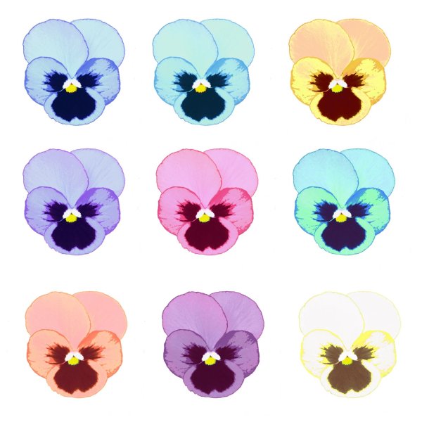 Анютины глазки Фетри