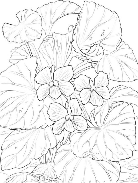 Узамбарская фиалка раскраска