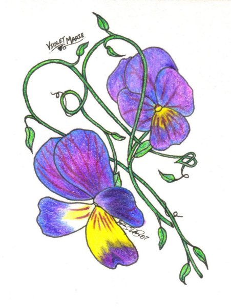 Цветок фиалка для срисовки