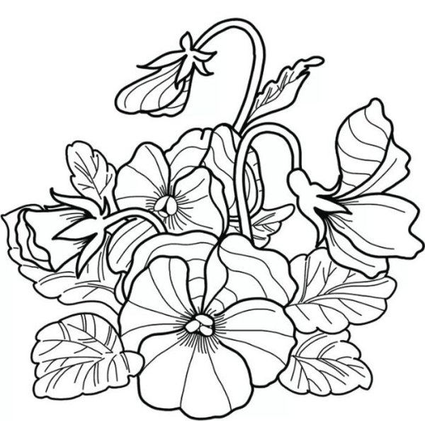 Анютины глазки