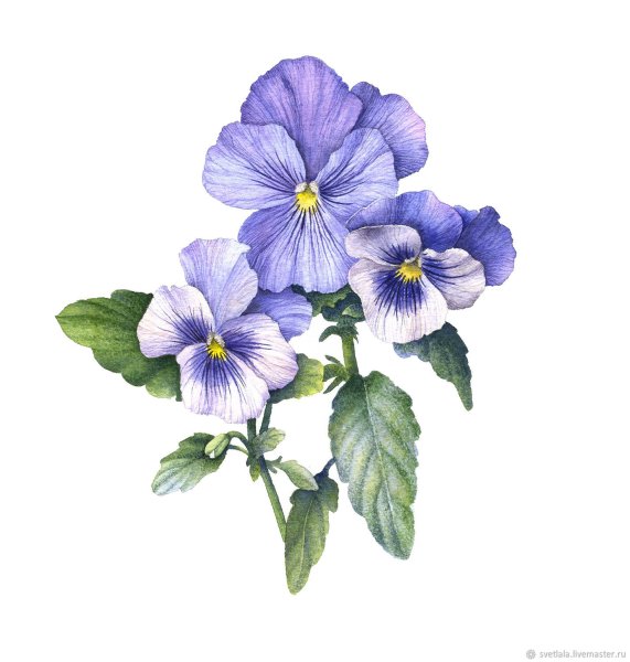 Фиалки акварелью
