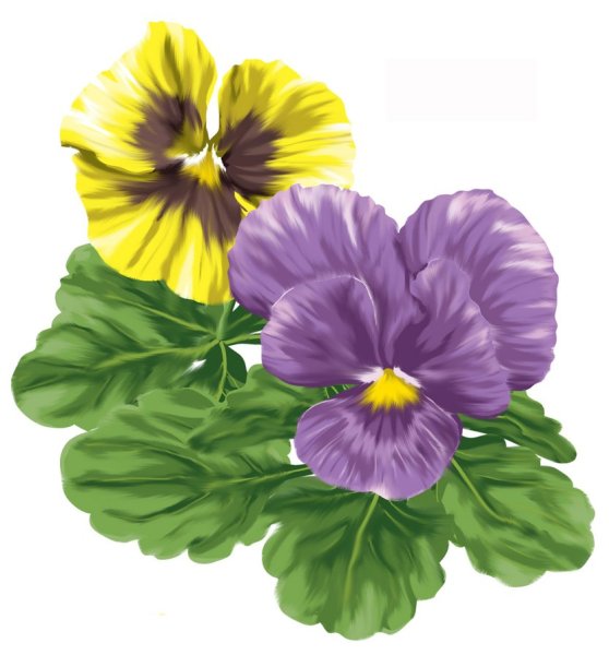 Анютины глазки оттенки