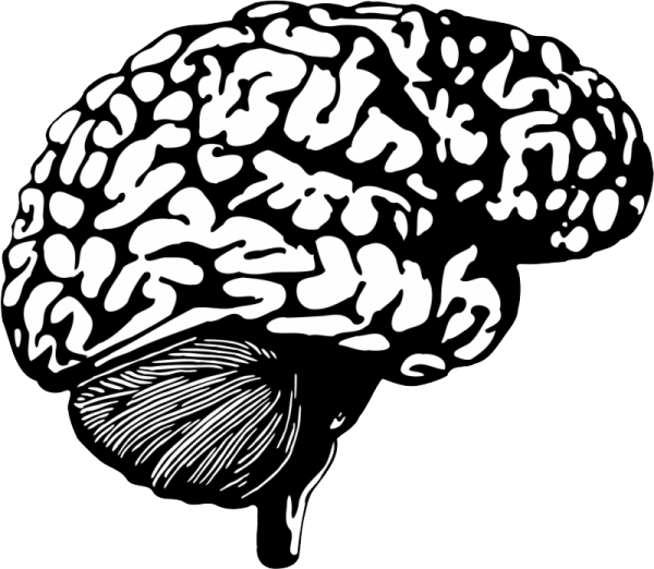 Мозг вектор