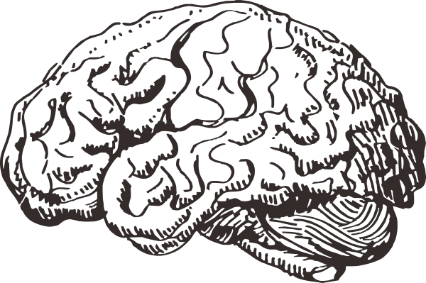 Человеческий мозг Графика