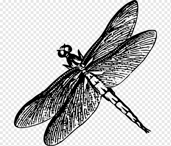 Очертания Стрекозы