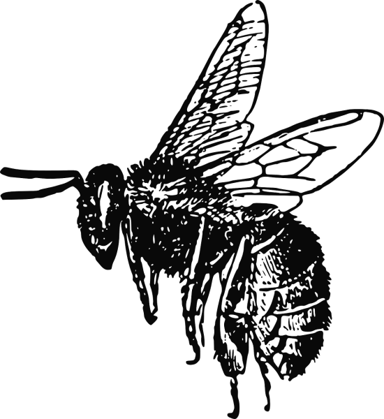 Пчела черно белая