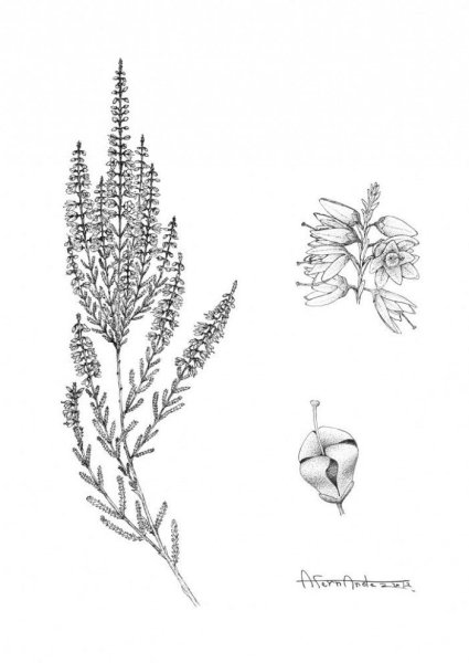 Вереск Ботаническая иллюстрация