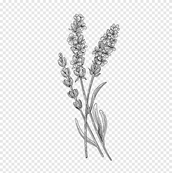 Лаванда карандашом