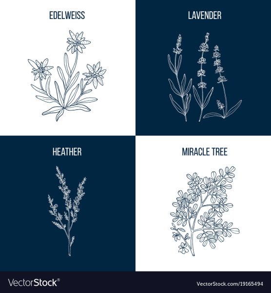 Вереск рисунок логотип