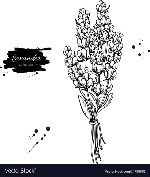 Лаванда векторный эскиз