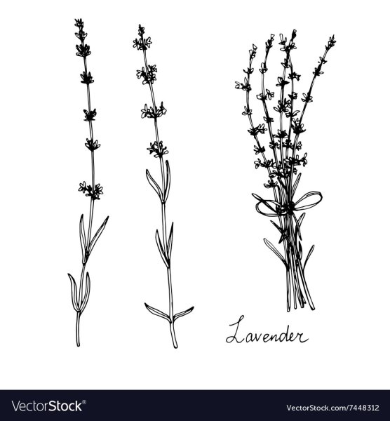 Пучок травы Графика