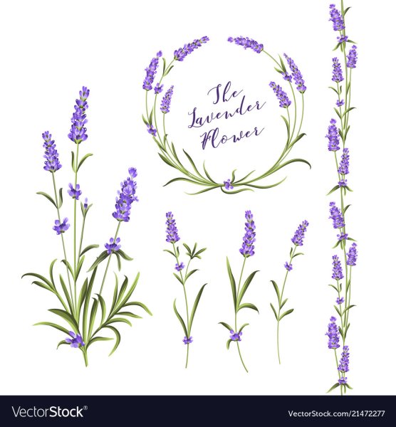 Ветка лаванды Графика