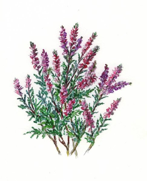 Calluna vulgaris Veluwe
