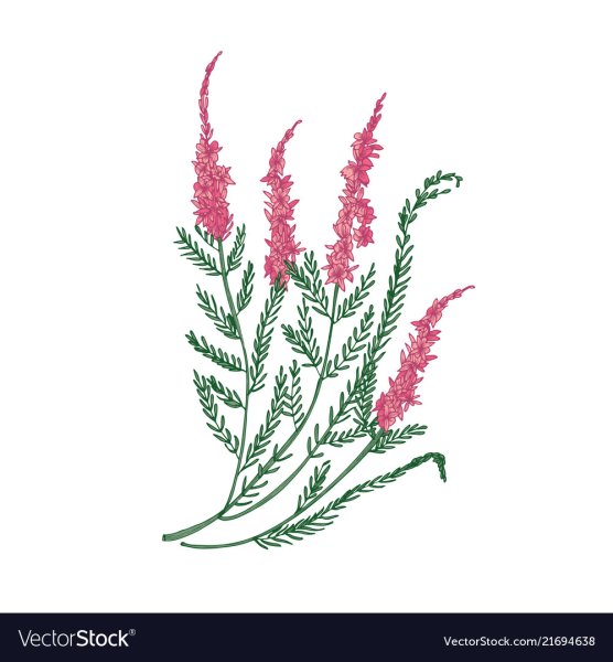 Вереск обыкновенный вектор