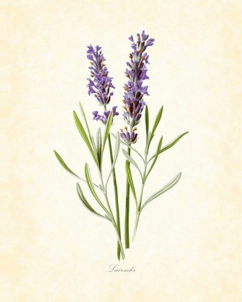 Лаванда узколистная Ботанический атлас