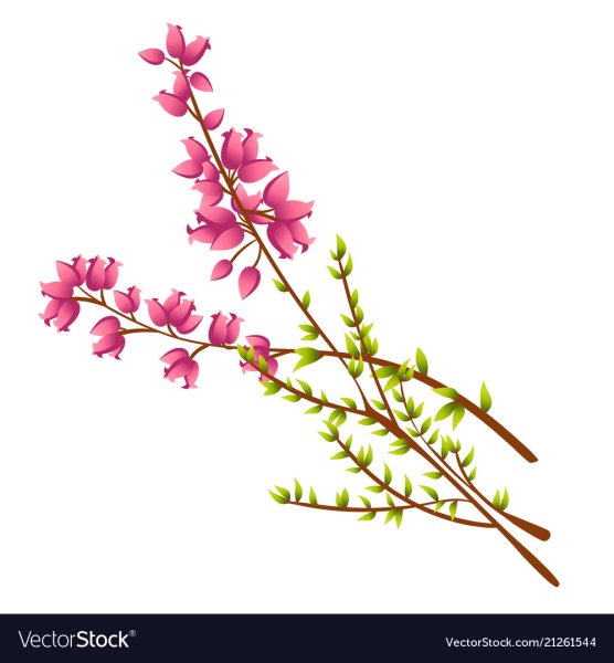 Веточка вереска вектор