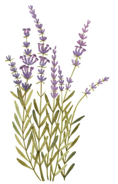 Лаванда узколистная Ботанический атлас