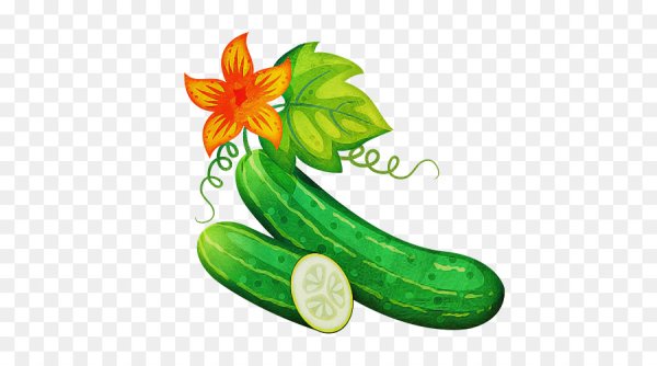 Векторное изображение огурец
