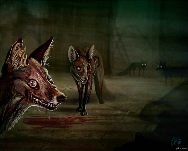 Culpeo Fox страшные лисы