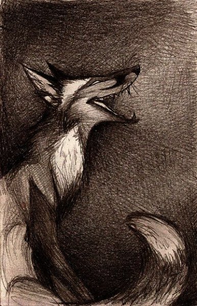 Culpeo Fox лисы
