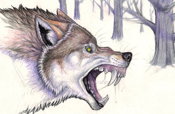 Волк с красными глазами