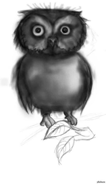 Смешное лицо Совы карандашом