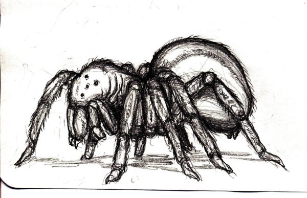 Гигантский паук-волк ДНД