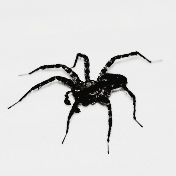Рисунки страшных пауков