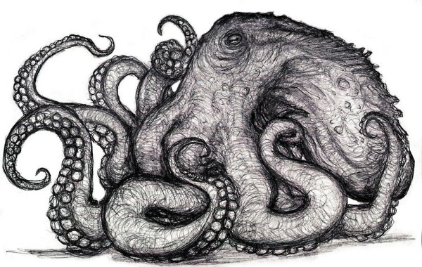 Кракен рисунок