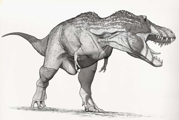 Giganotosaurus carolinii