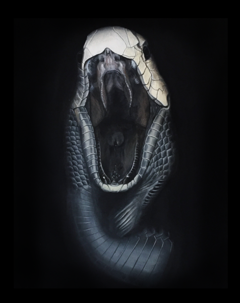 Черношеяя Кобра