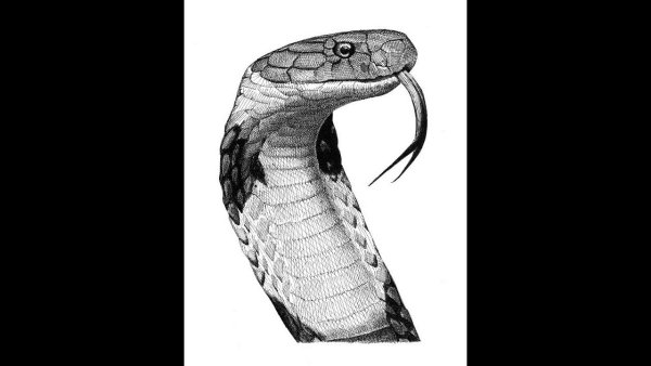 Змея Кобра