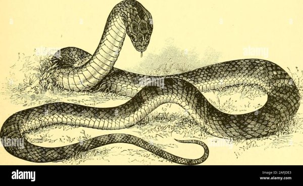 Уж карандашом