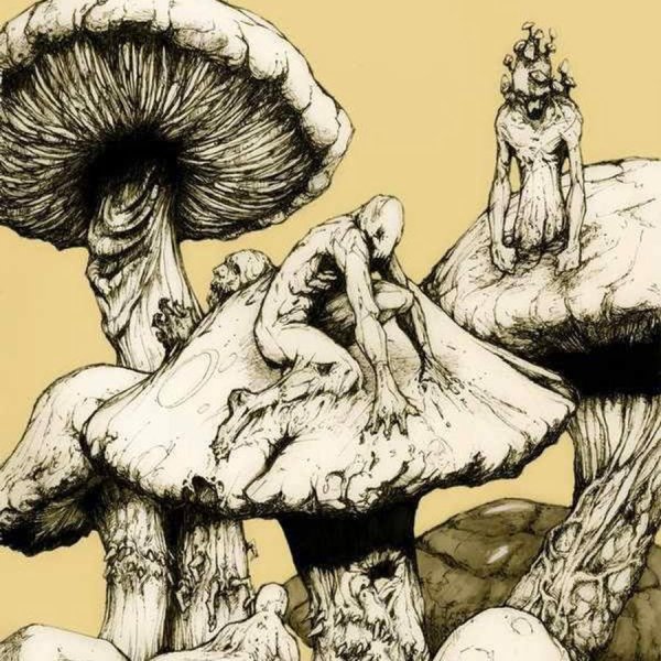 Аманита Мускария психоделика