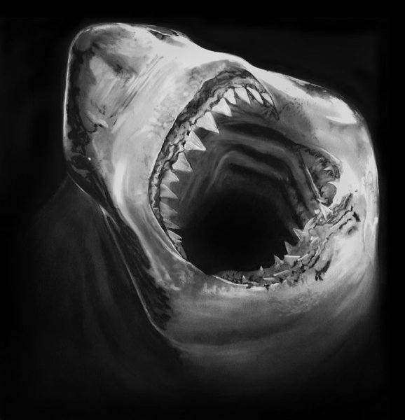 Акула скетч