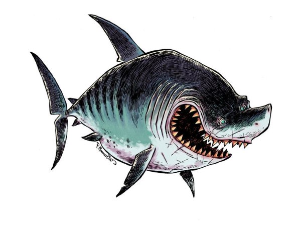 Рисунок акулы для срисовки