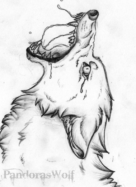 Пасть волка рисунок карандашом