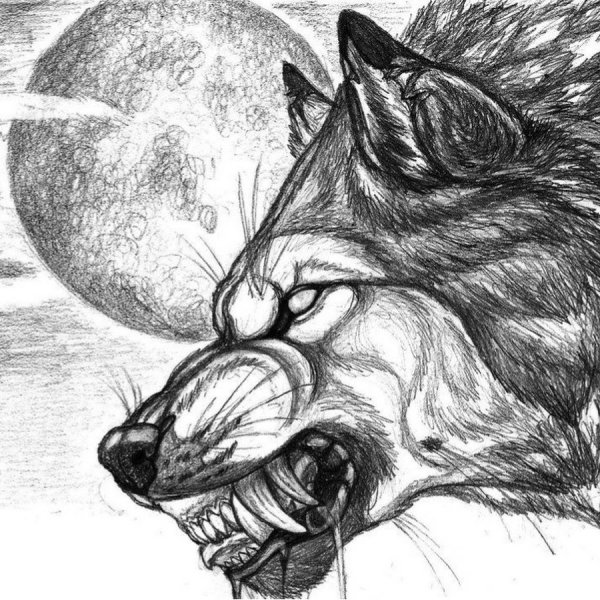 Оскал волка карандашом