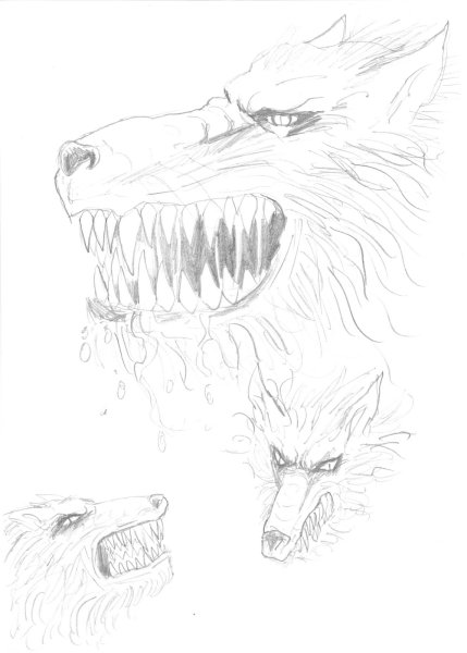 Злой волк рисунок карандашом