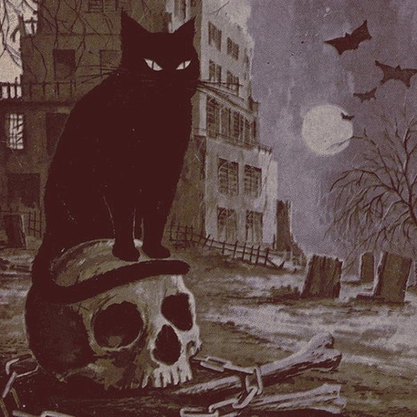 Взъерошенная черная кошка