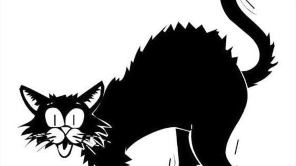 Коты на кладбище