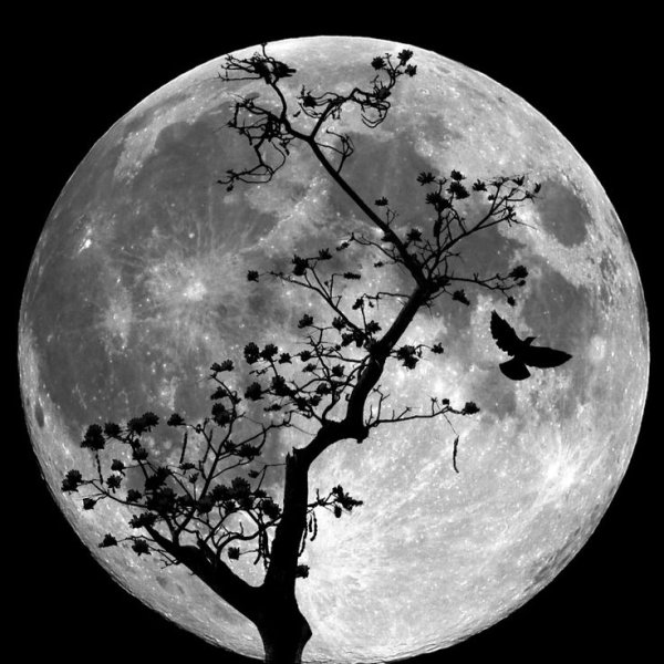 Ночь Луна кладбище