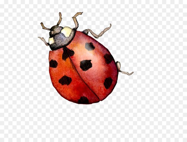 Божья коровка рисунок акварелью