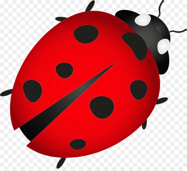 Ladybug Божья коровка