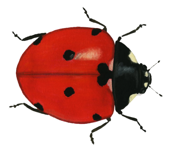 Жук симметрия