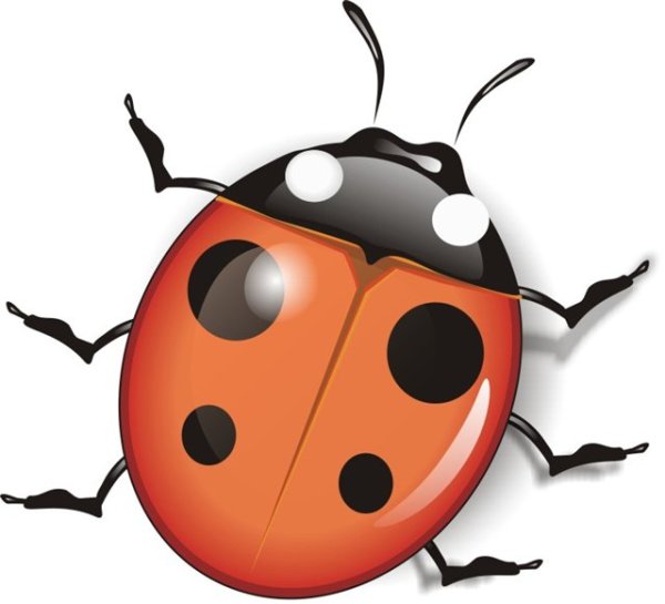 Жук для детей Божья коровка