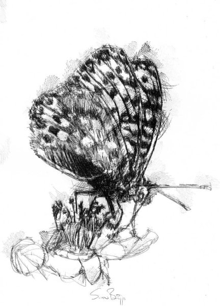 Бабочка скетч арт