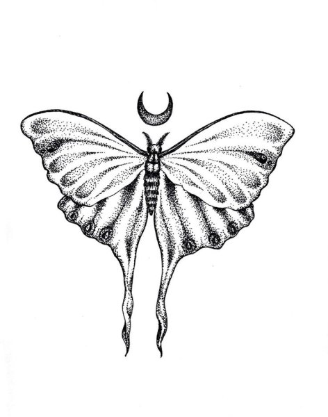 Мотылек тату эскиз