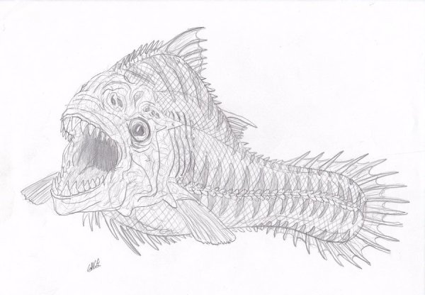 Раскраска Хищные рыбы